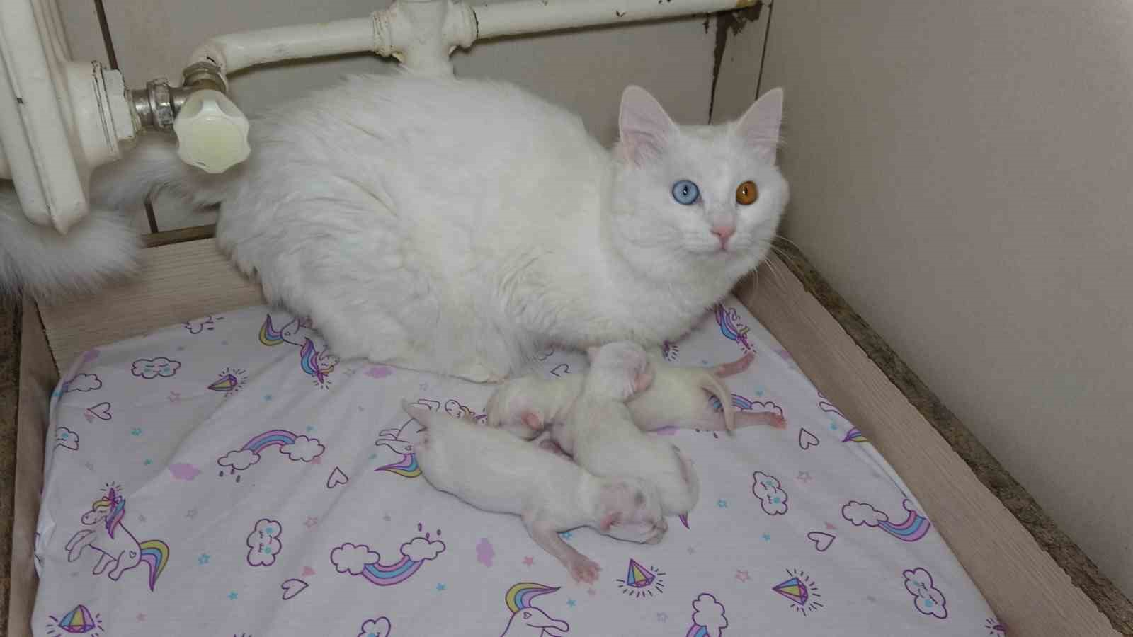 2023 yılının ilk yavru Van kedileri dünyaya geldi