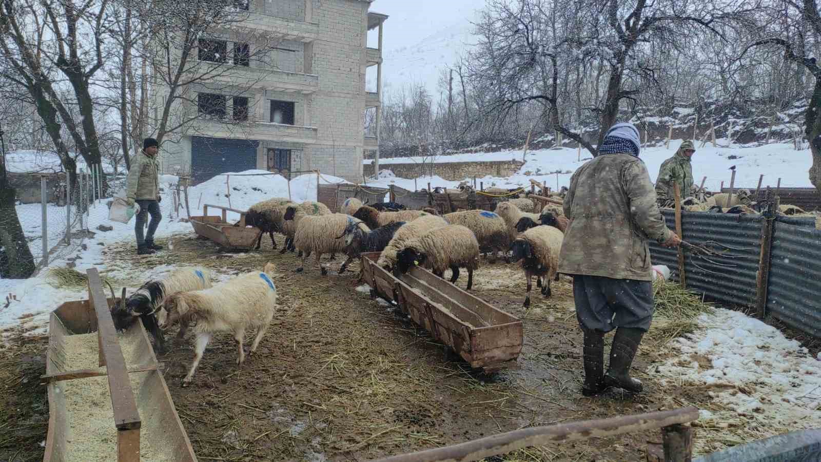 Kar yağışı hayvan yetiştiricilerini olumsuz etkiledi