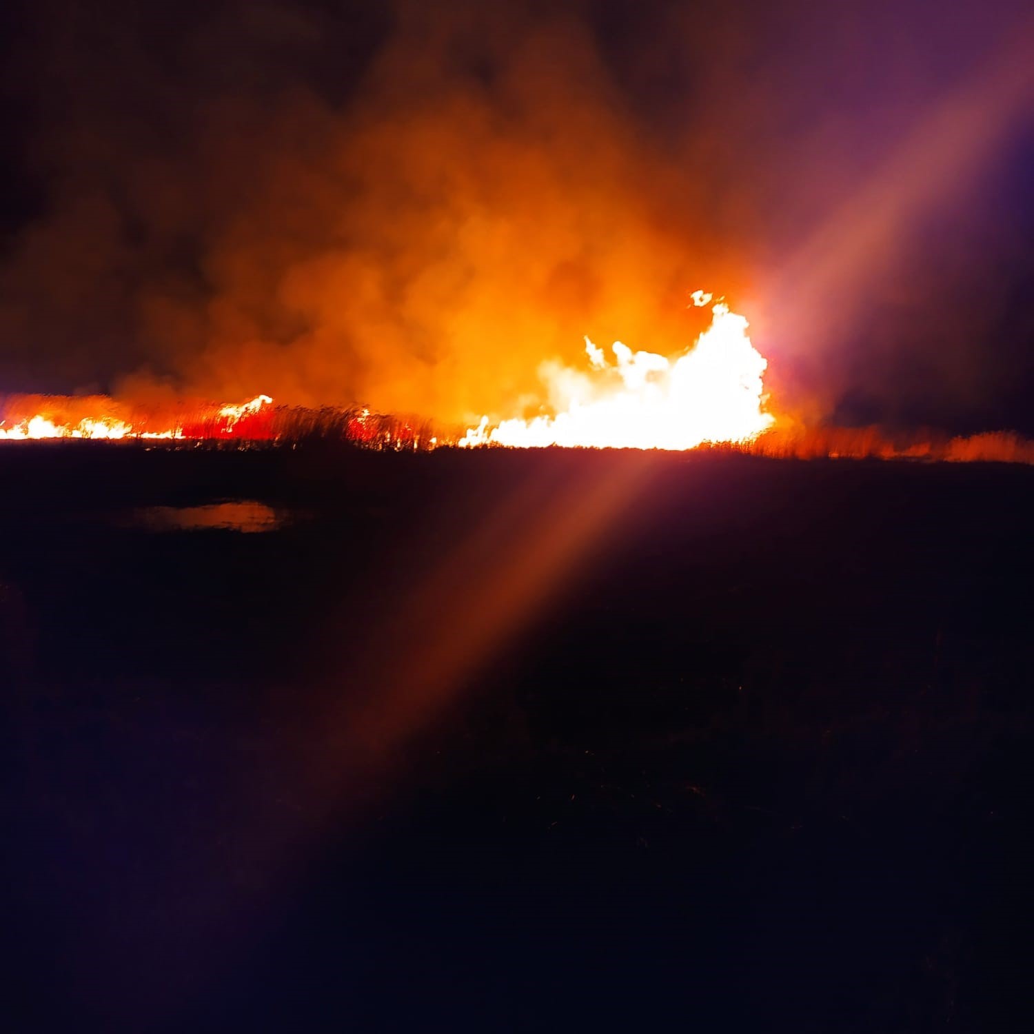 Sazlık yangınları ekolojik dengeyi bozuyor