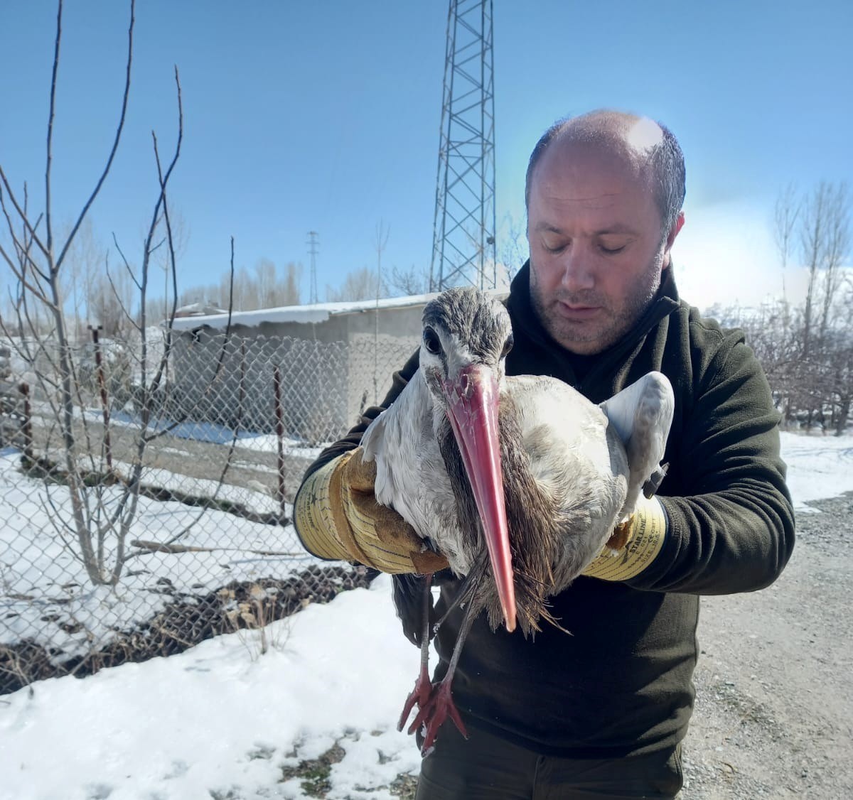 Van’da yaralı leylek tedavi altına alındı