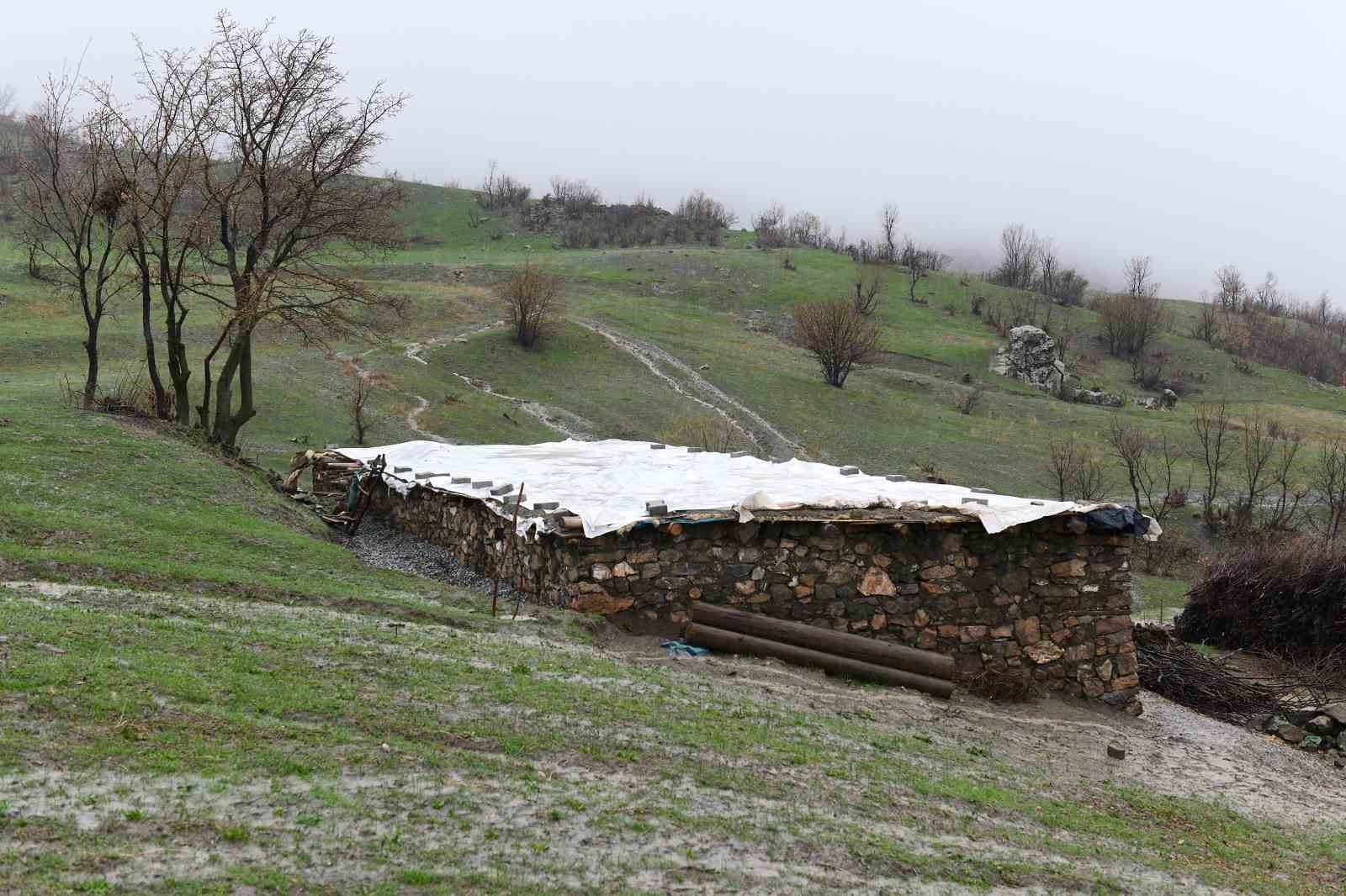 Ağıldaki keçileri telef eden ayı, arı kovanlarını da parçaladı