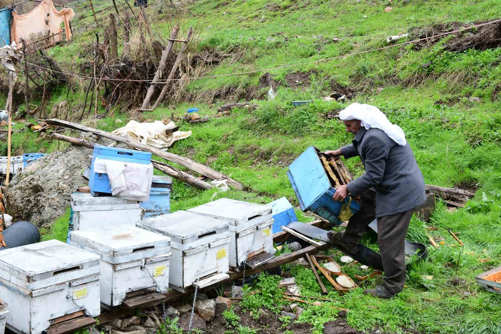 Ağıldaki keçileri telef eden ayı, arı kovanlarını da parçaladı