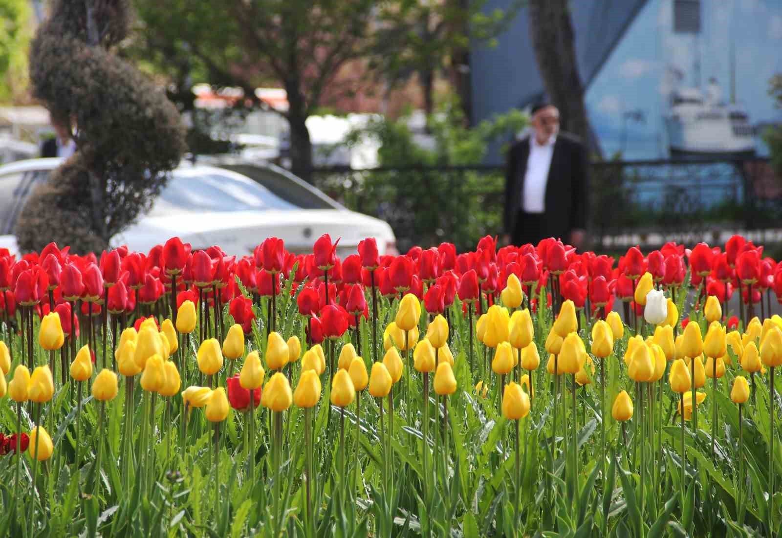 Laleler park ve bahçeleri renklendirdi