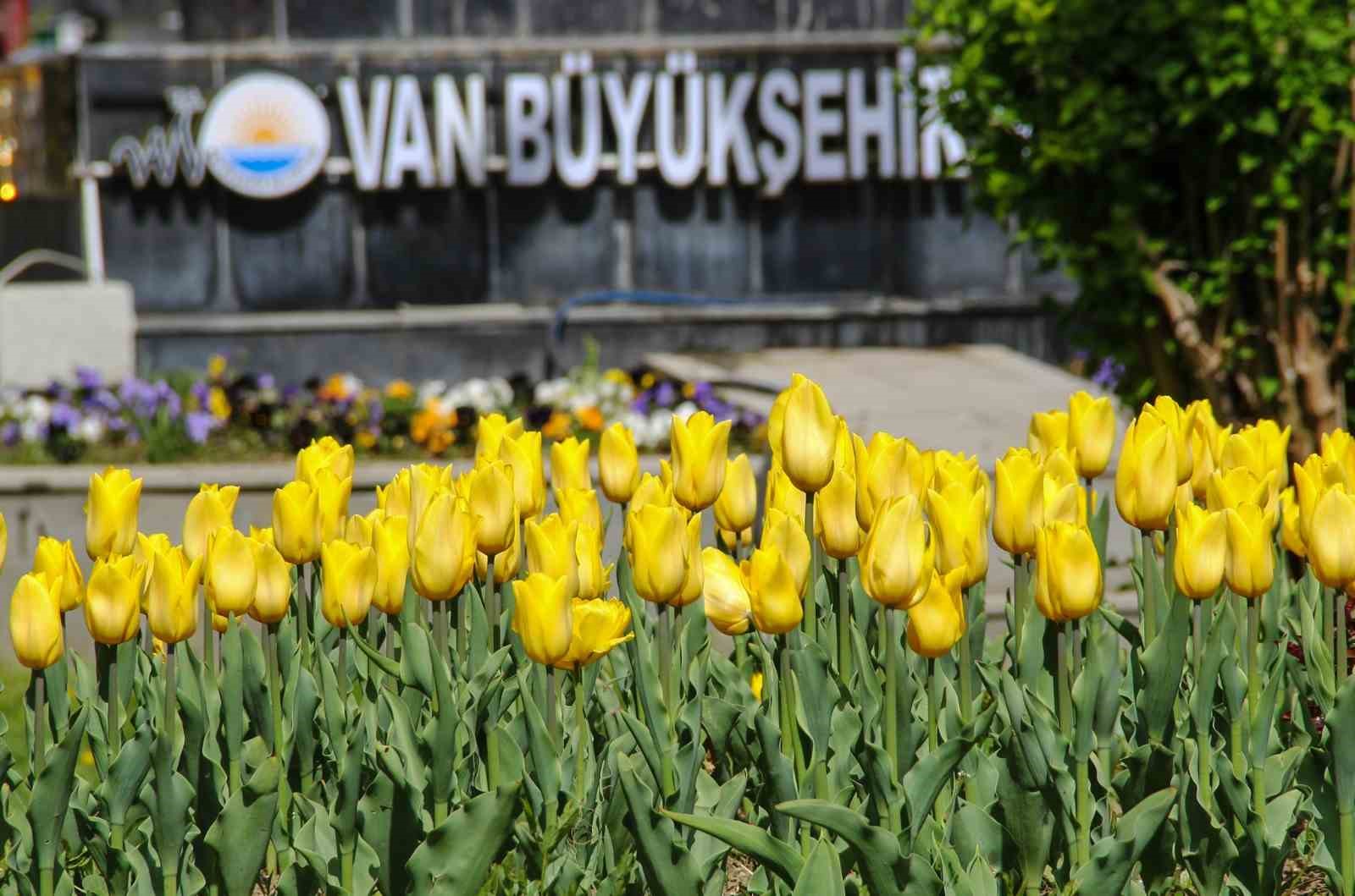 Laleler park ve bahçeleri renklendirdi