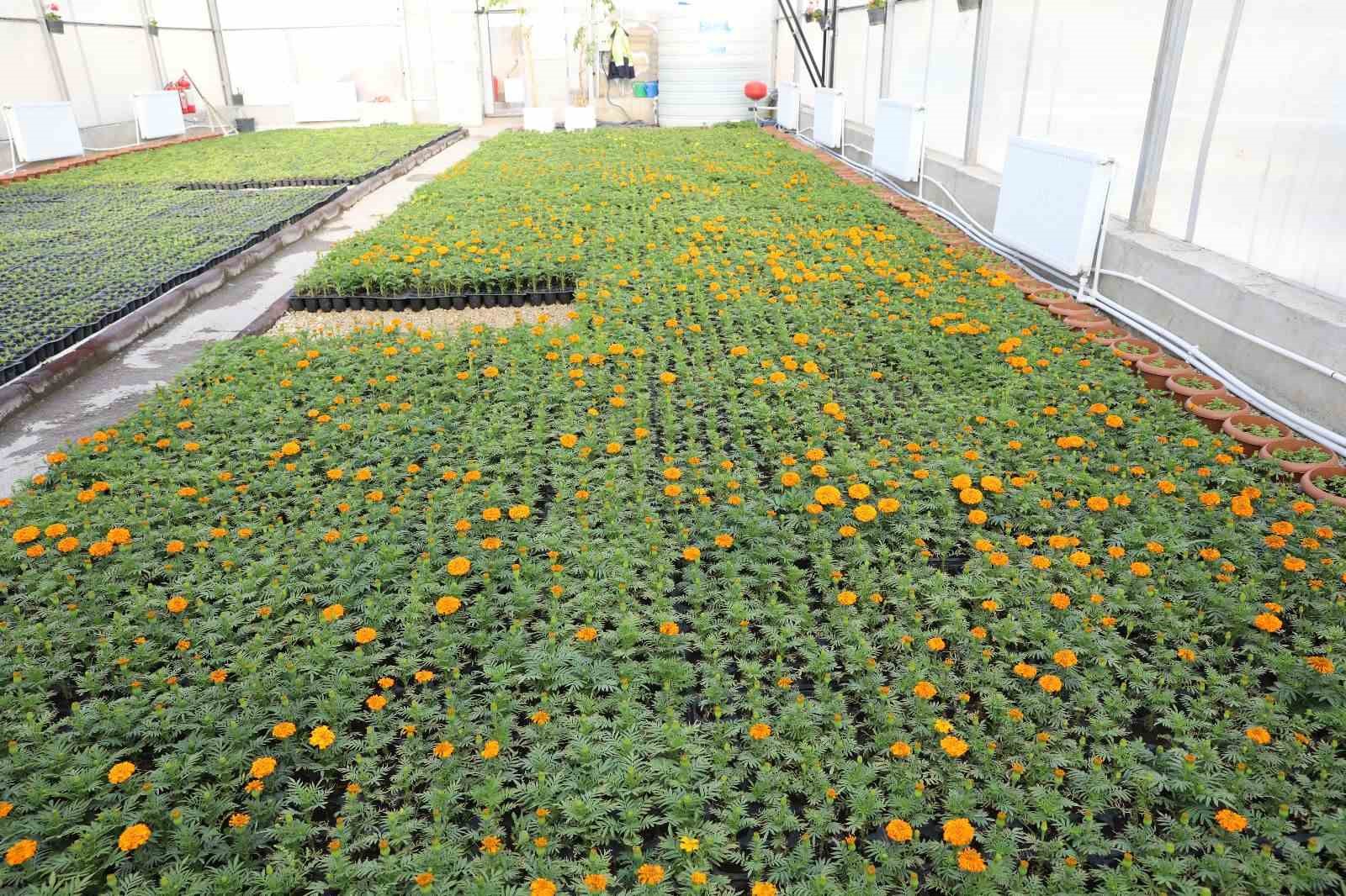 İpekyolu’nda 100 binlerce çiçek toprakla buluşuyor