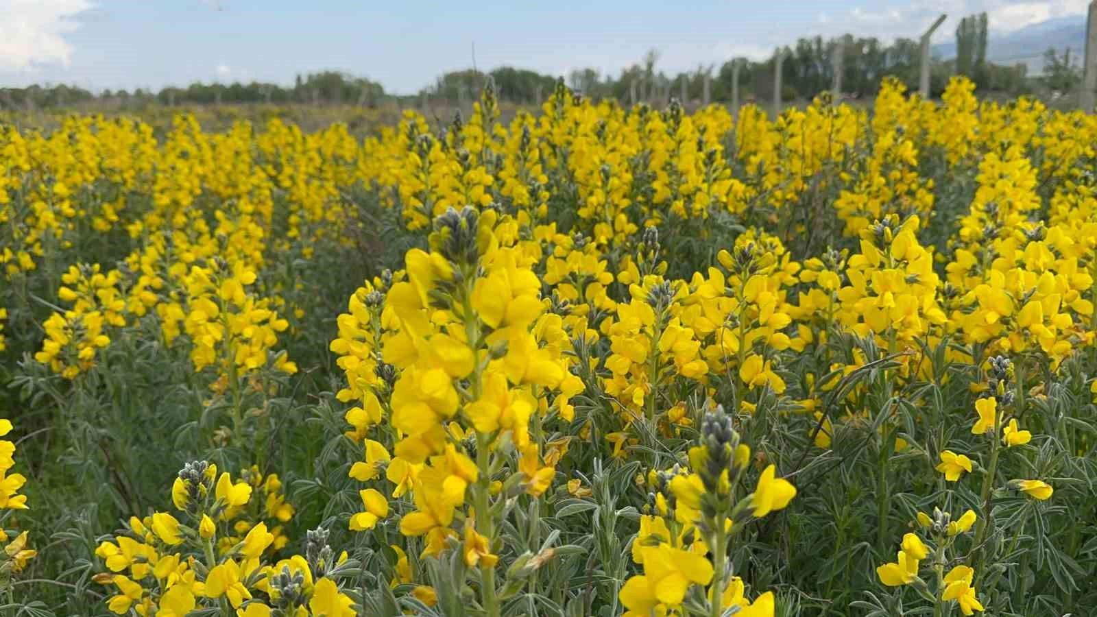 (ÖZEL) Dünyada bir tek bu bölgede yetişen çiçeği koparmanın cezası dudak uçuklatıyor