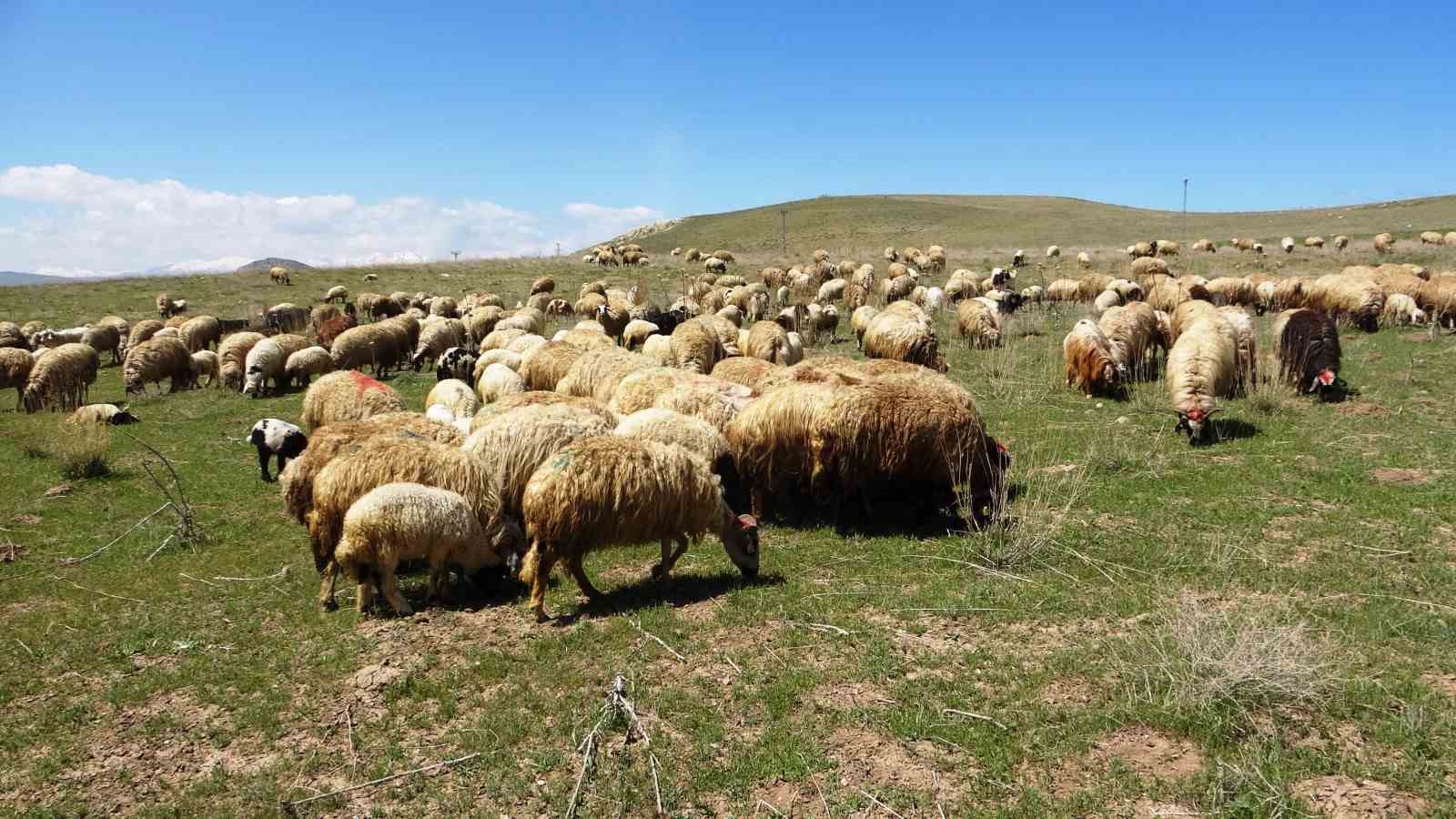 ‘Köyümde Yaşamak İçin Bir Sürü Nedenim Var’ projesi çitçilerin yüzünü güldürdü