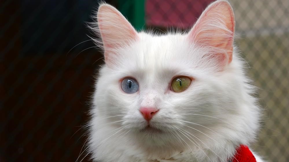En güzel Van kedisi bu yıl 4 yavru daha doğurdu