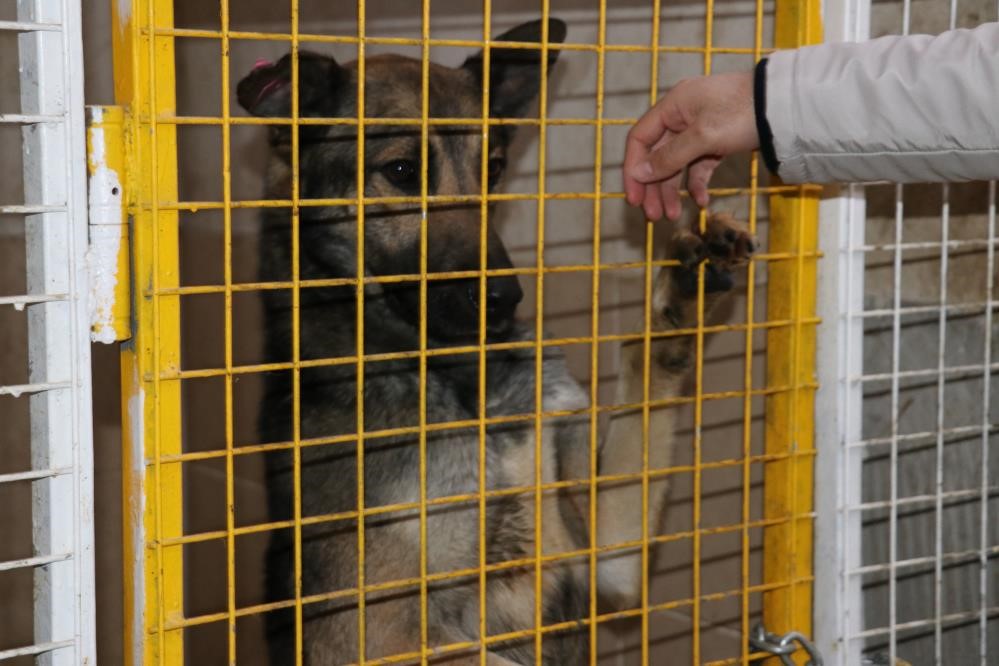 Köpeğin ısırmasıyla hayatını kaybeden Emir’in iddianamesi ağır cezaya gönderildi