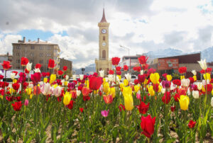 Van’da Lale Güzelliği