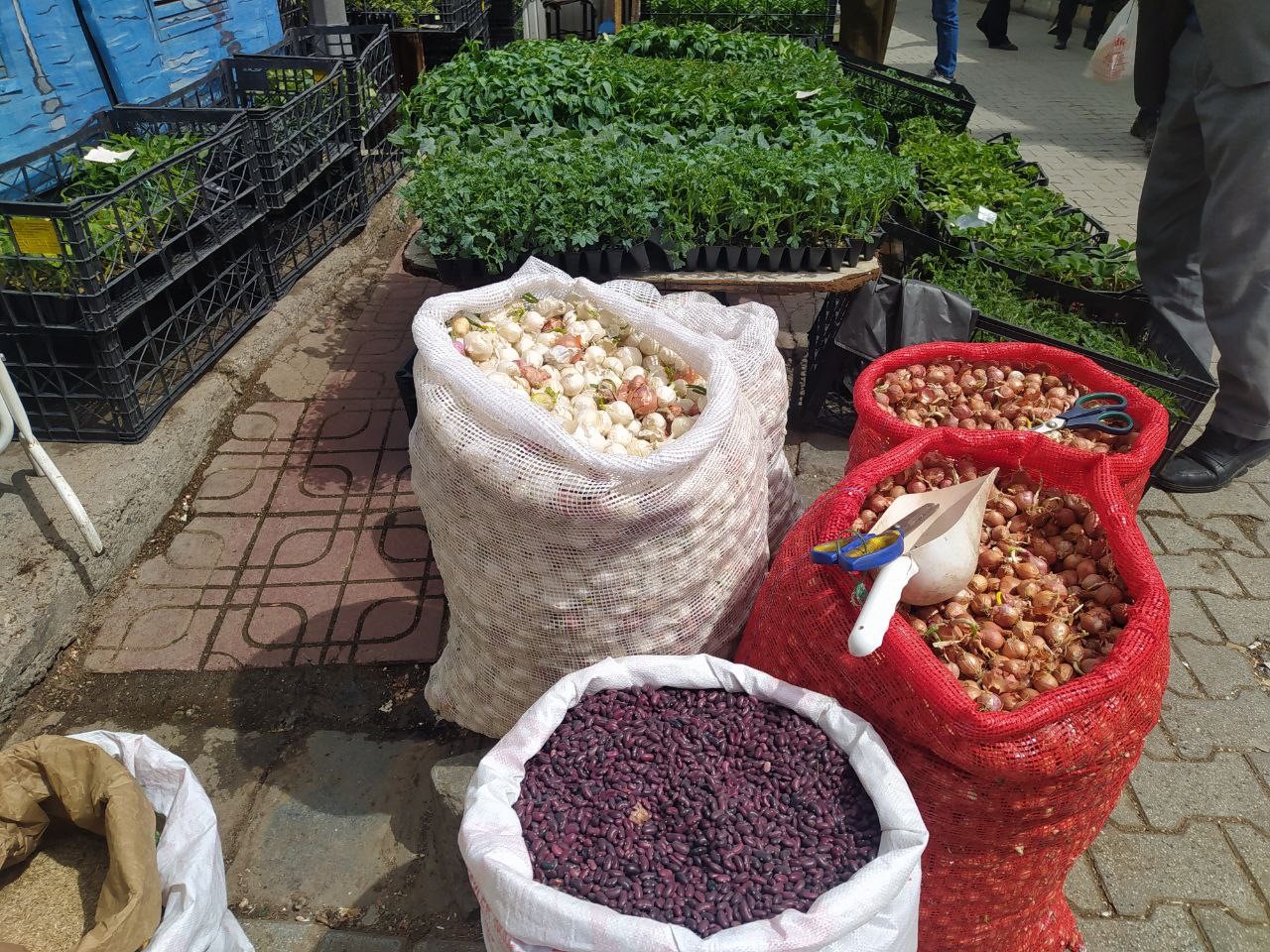 Van’da fide ve tohum satışları başladı