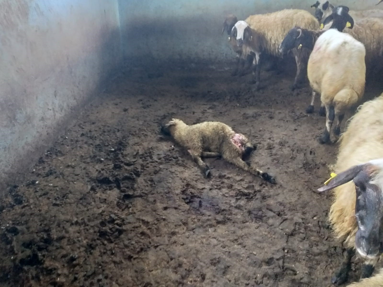 Devlet destekli alınan sürüye kurt dadandı: 35 koyun telef oldu
