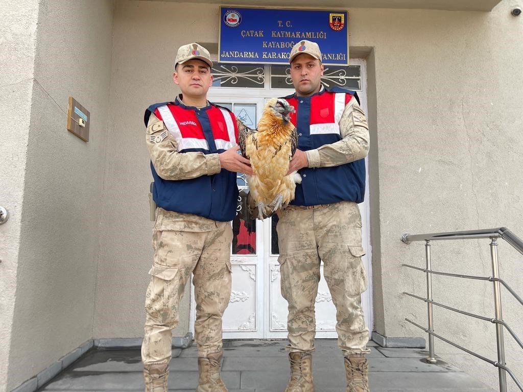 Yaralı akbaba koruma altına alındı