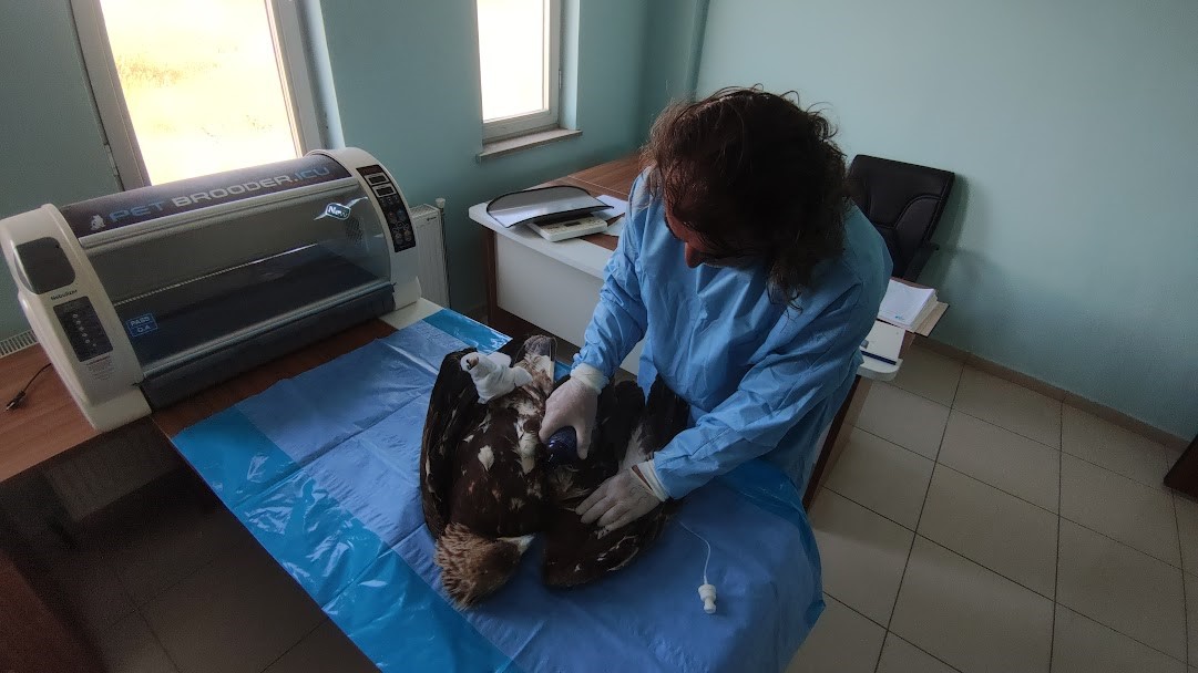 Van’da kargaların yaraladığı arı şahinleri tedavi altına alındı