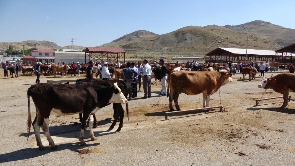 Van’da 58 bin kurbanlık hayvan sevk edilmeye hazır