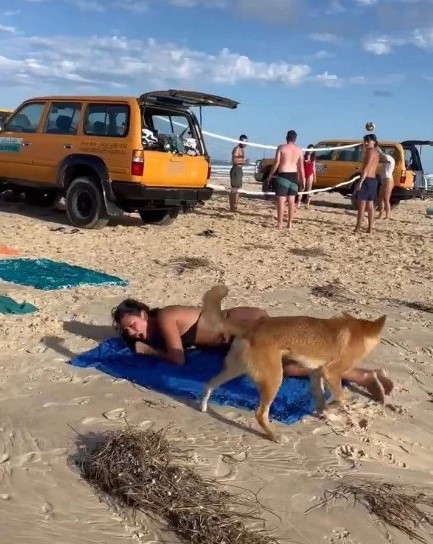 Güneşlenen kadının zor anları! Yaban köpeğinin saldırısına uğradı