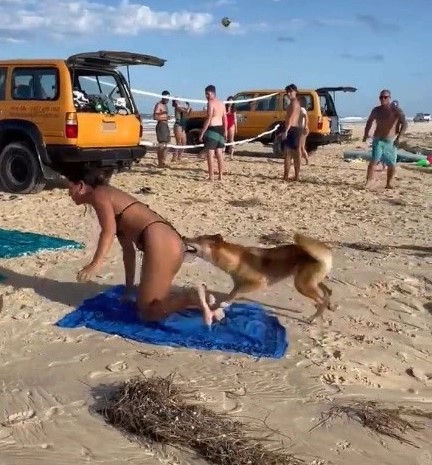 Güneşlenen kadının zor anları! Yaban köpeğinin saldırısına uğradı