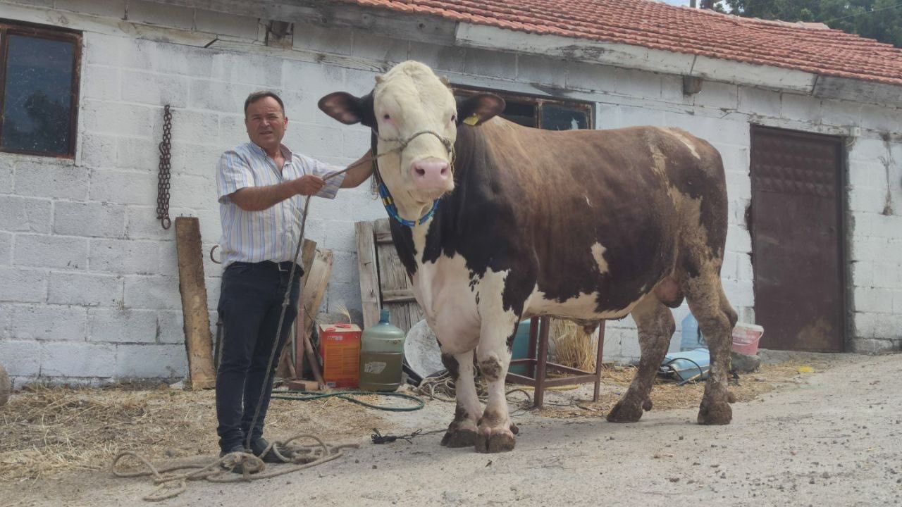 (Özel) Çanakkale’de 1.6 tonluk boğa, 220 bin TL’den alıcısını bekliyor