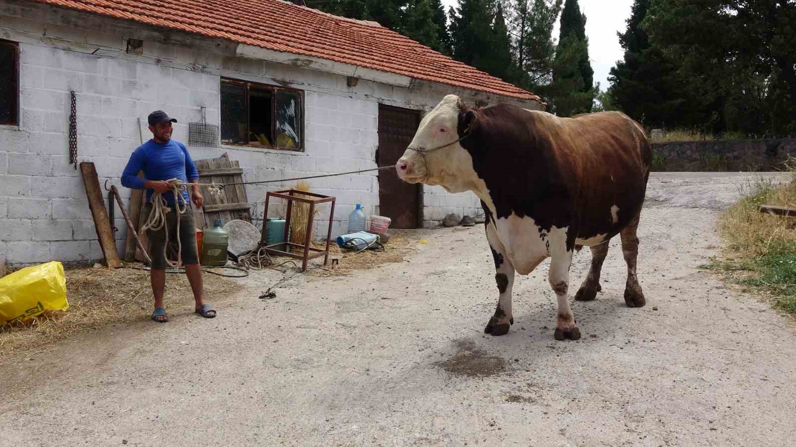 (Özel) Çanakkale’de 1.6 tonluk boğa, 220 bin TL’den alıcısını bekliyor