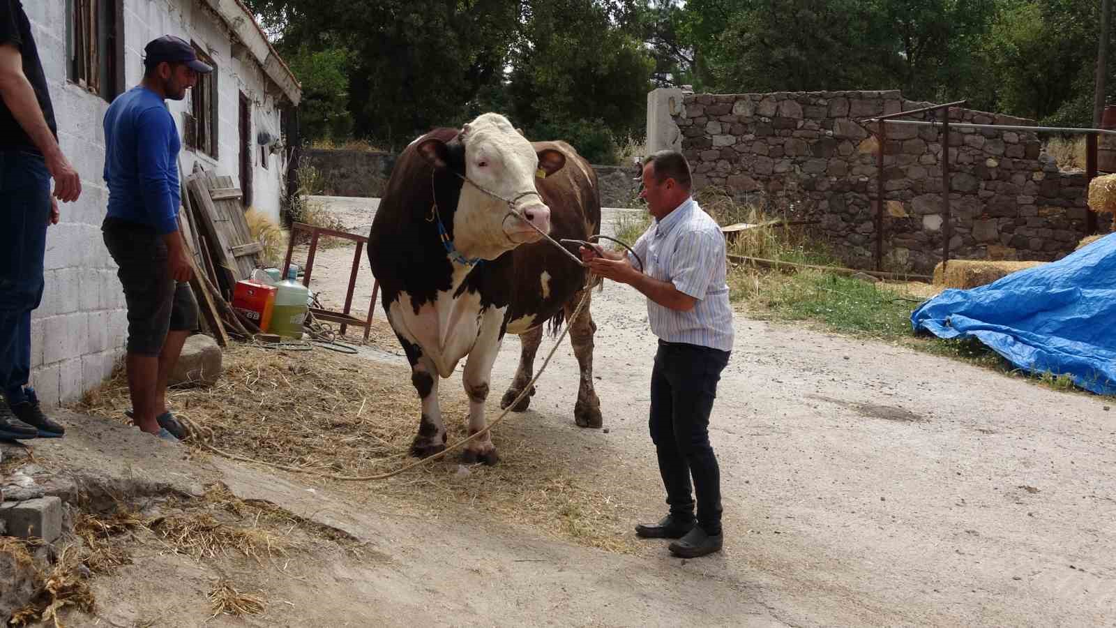 (Özel) Çanakkale’de 1.6 tonluk boğa, 220 bin TL’den alıcısını bekliyor