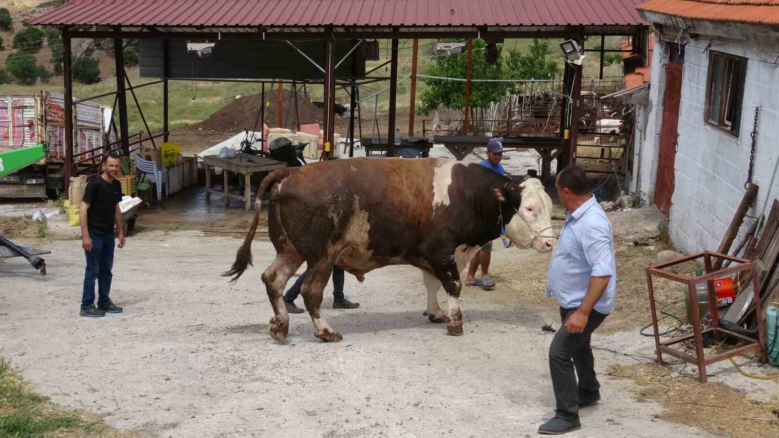 (Özel) Çanakkale’de 1.6 tonluk boğa, 220 bin TL’den alıcısını bekliyor