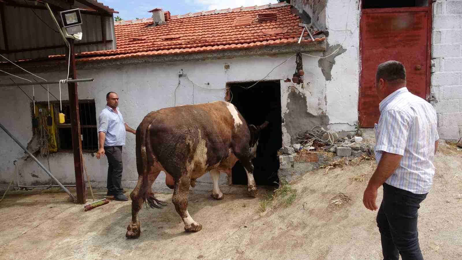 (Özel) Çanakkale’de 1.6 tonluk boğa, 220 bin TL’den alıcısını bekliyor