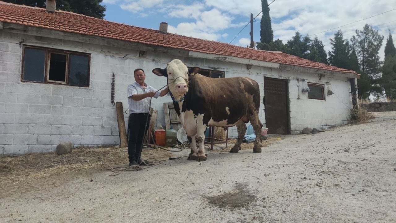 (Özel) Çanakkale’de 1.6 tonluk boğa, 220 bin TL’den alıcısını bekliyor