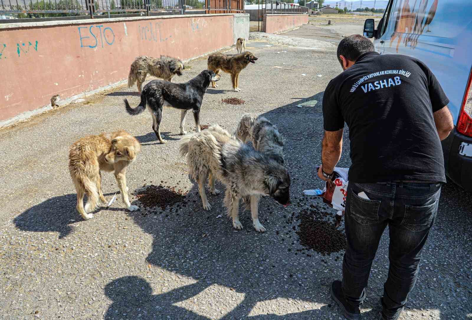Van Sahipsiz Hayvanlar Birliği sokak hayvanları için çalışıyor