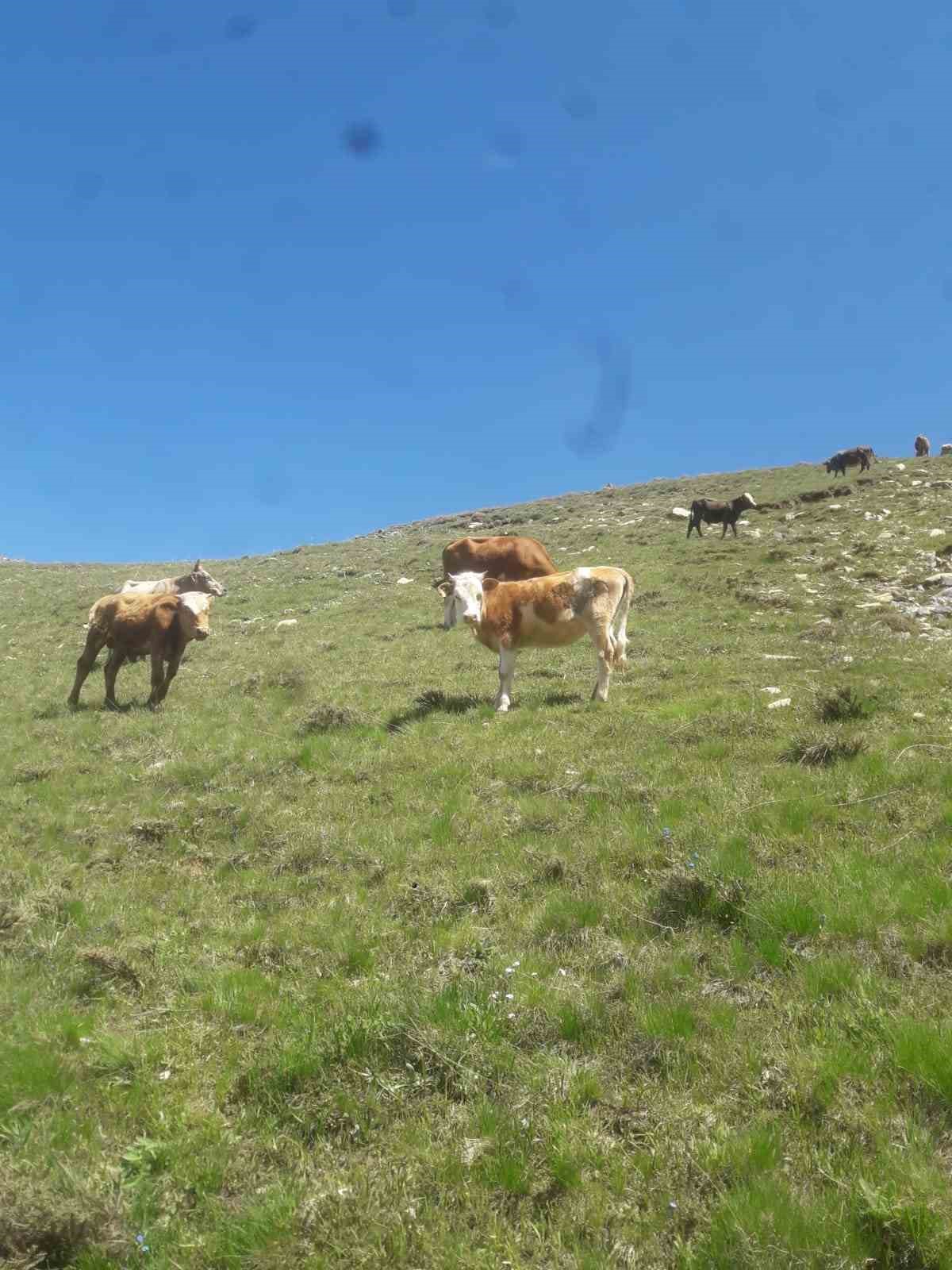 Gevaş’ta 15 büyükbaş hayvan kayboldu