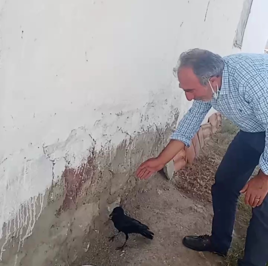 Mahsur kaldığı ağaçtan kurtarıldı, kana kana su içti