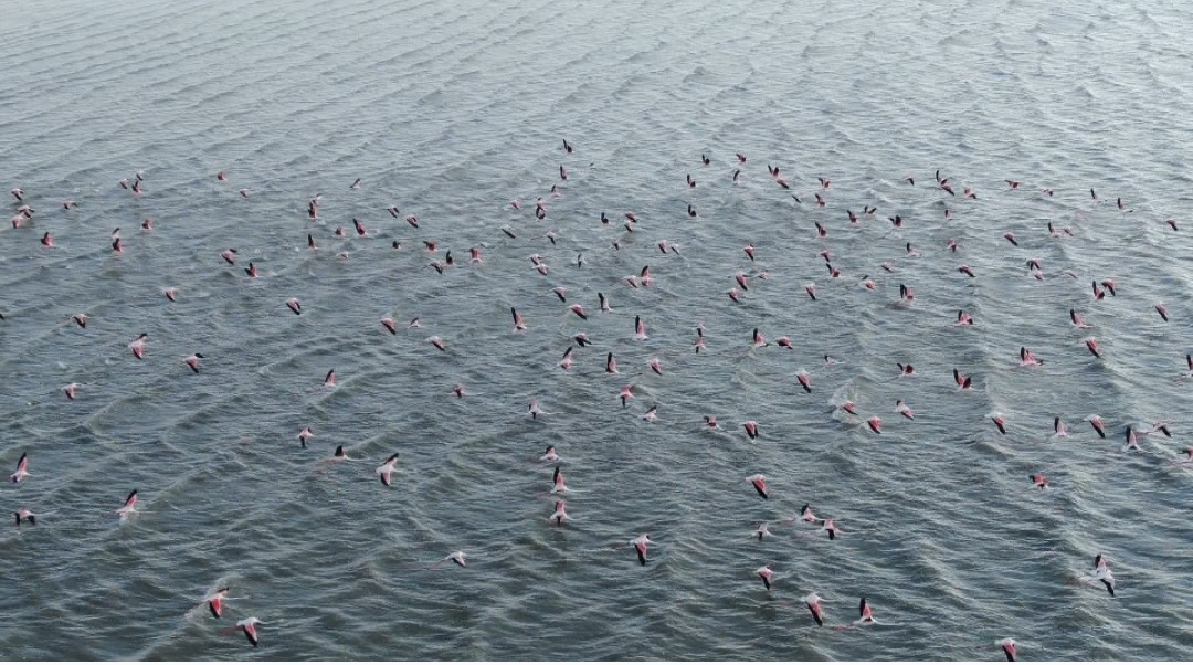 Flamingolar kuraklığa rağmen Erçek Gölü’nde