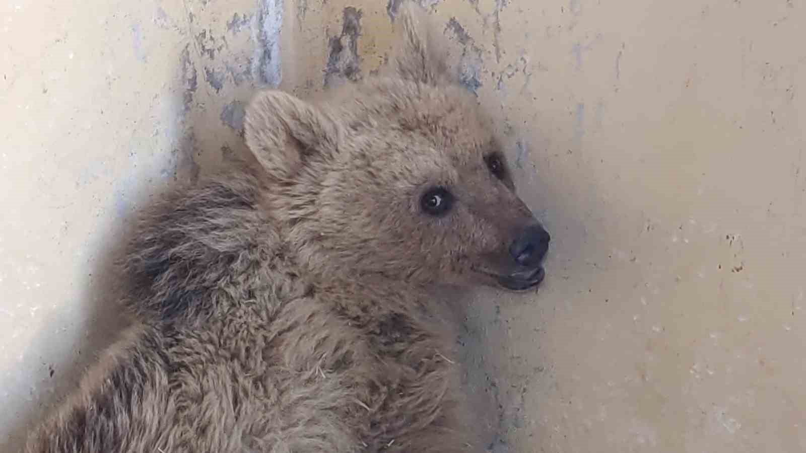 Van’da tedavi altına alınan boz ayı sağlığına kavuşuyor