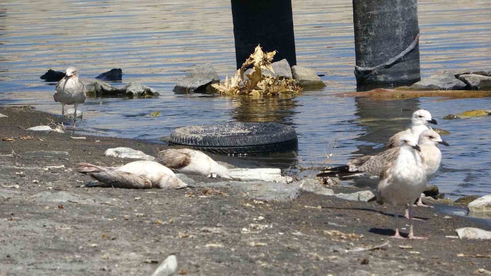 Van Gölü’nde acı fotoğraf: Binlerce martı öldü, binlercesi de ölümü bekliyor