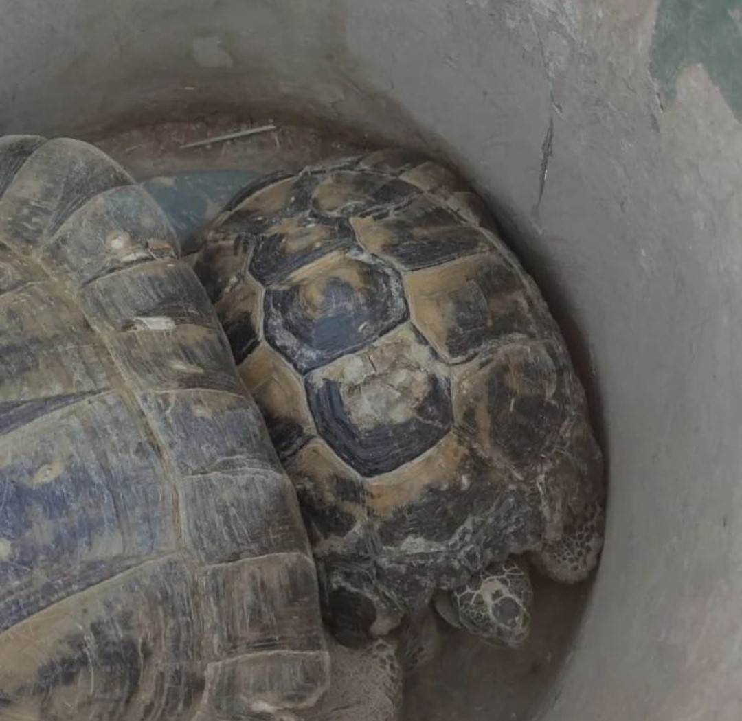 Kuyuda mahsur kalan kaplumbağalar kurtarıldı
