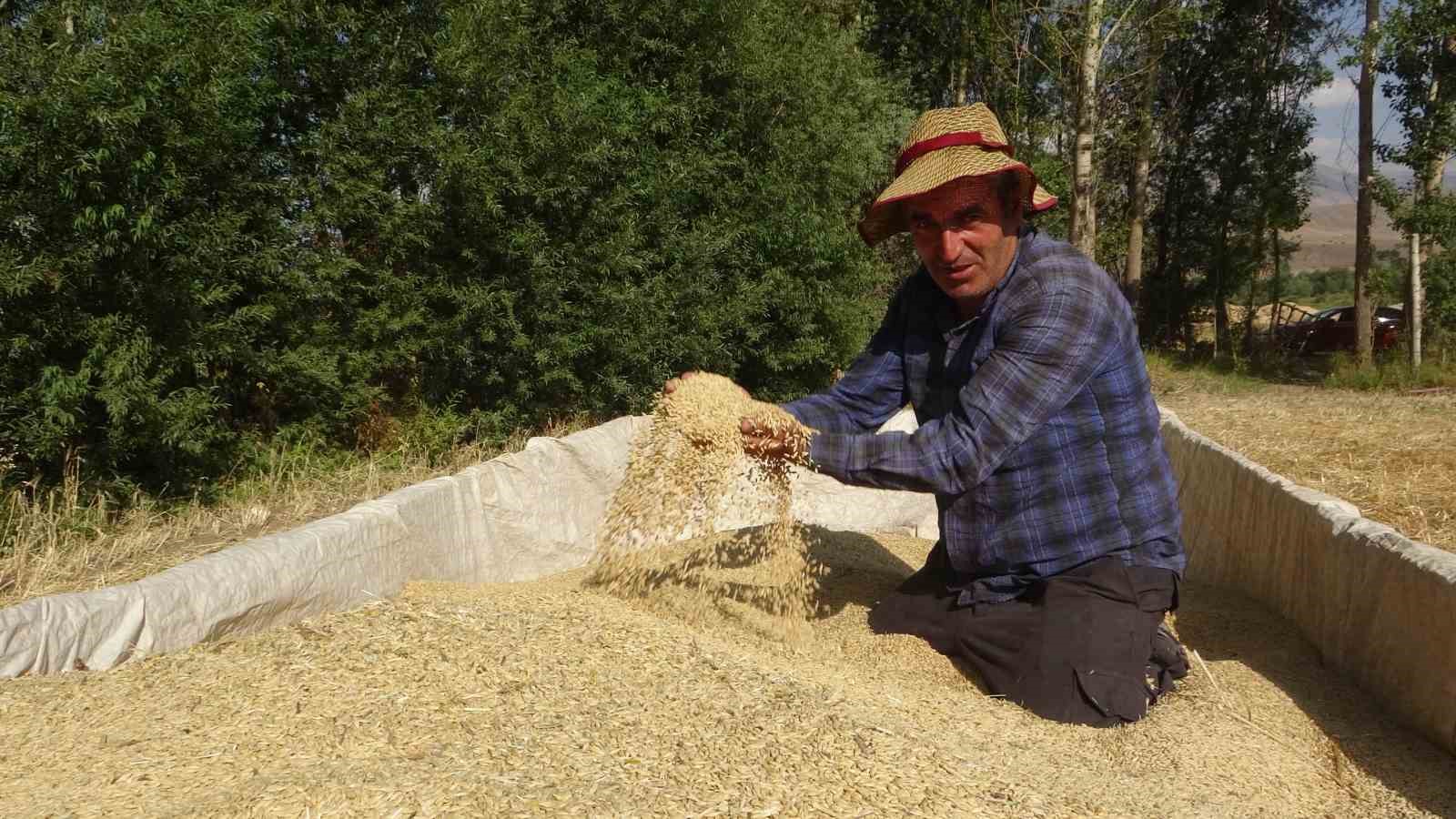 Van’da arpa hasadı başladı