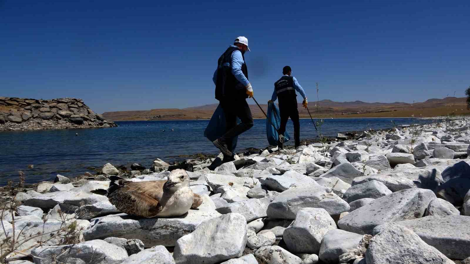 Van Gölü’ndeki martı ölümleri belediyeleri harekete geçirdi