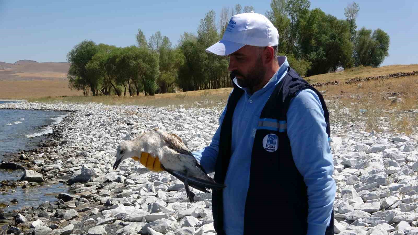 Van Gölü’ndeki martı ölümleri belediyeleri harekete geçirdi