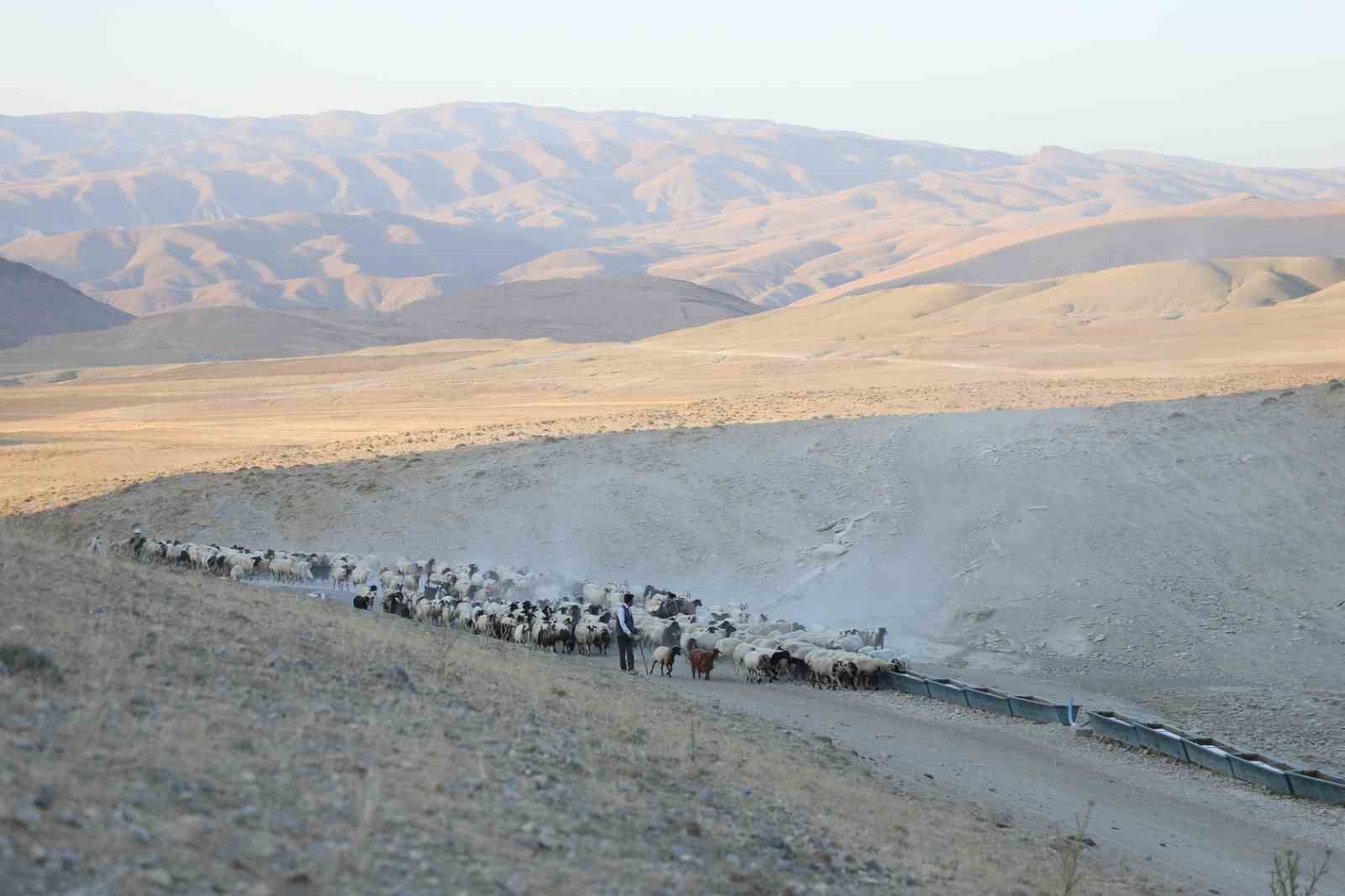 Susuz kalan koyun sürülerine tankerle su sevkiyatı