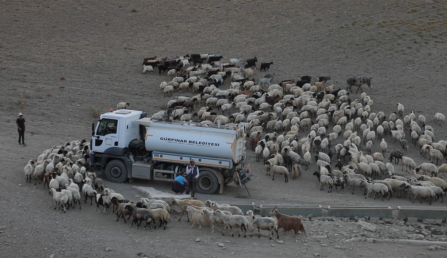Susuz kalan koyun sürülerine tankerle su sevkiyatı