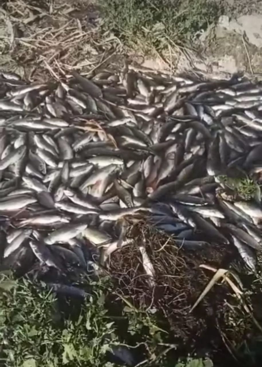 Gürpınar’daki tesiste binlerce balık telef oldu