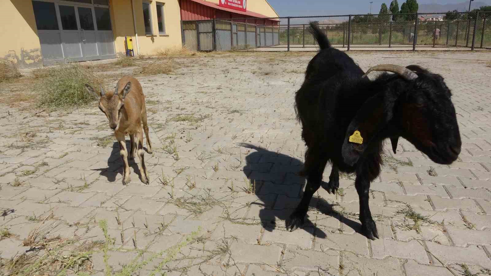 Yavru yaban keçisi süt annesinden ayrılıyor