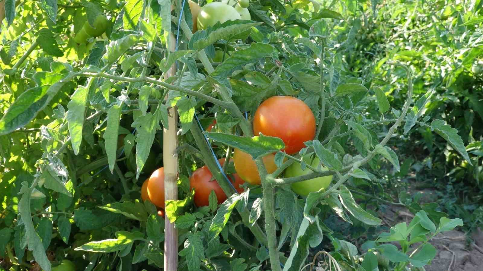 Antalya’nın ihraç domatesi Erciş’te hayat buldu