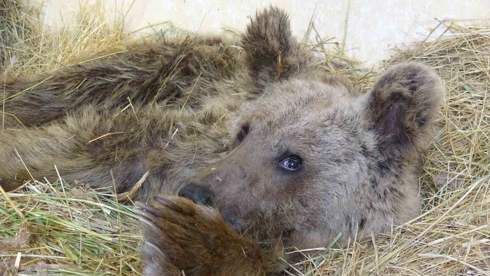 Van’da 200 yaban hayvanı tedavi edilerek doğaya kazandırıldı