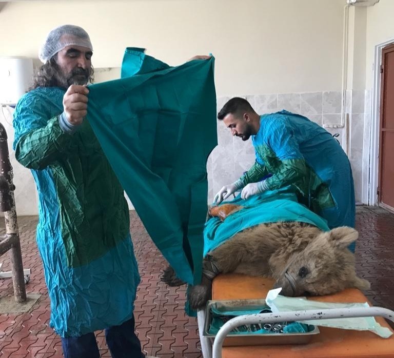 Van’da 200 yaban hayvanı tedavi edilerek doğaya kazandırıldı