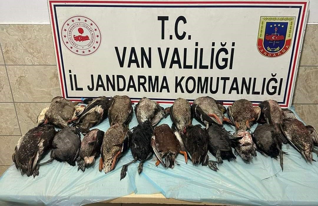 Van’da kaçak olarak yaban ördeği avlayanlara ceza