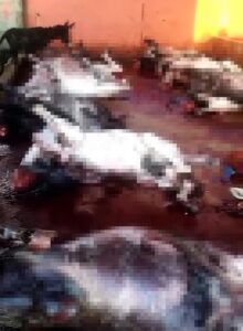 Skandal görüntü! Kesilmiş 12 eşek ele geçirildi