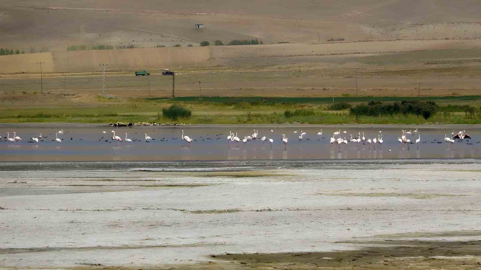 Erçek Gölü flamingoların gözde mekanı haline geldi