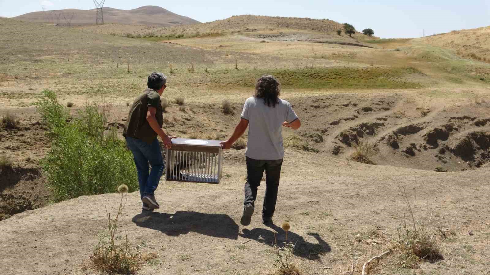 İsrail’de halkalanan gökdoğan kuşu tedavisinin ardından özgürlüğe kanat çırptı