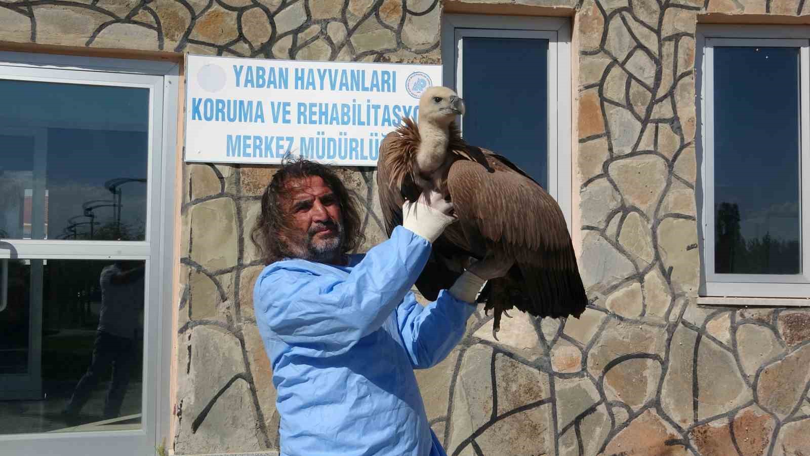 Nesli tehlikede olan kızıl akbaba tedavi altına alındı