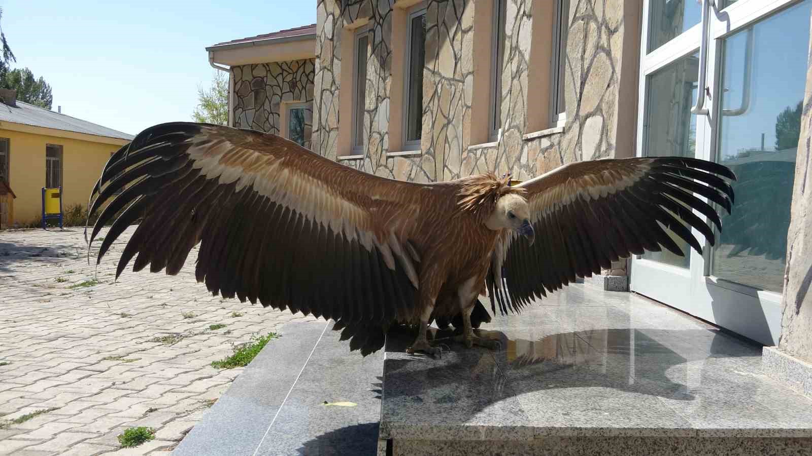 Nesli tehlikede olan kızıl akbaba tedavi altına alındı